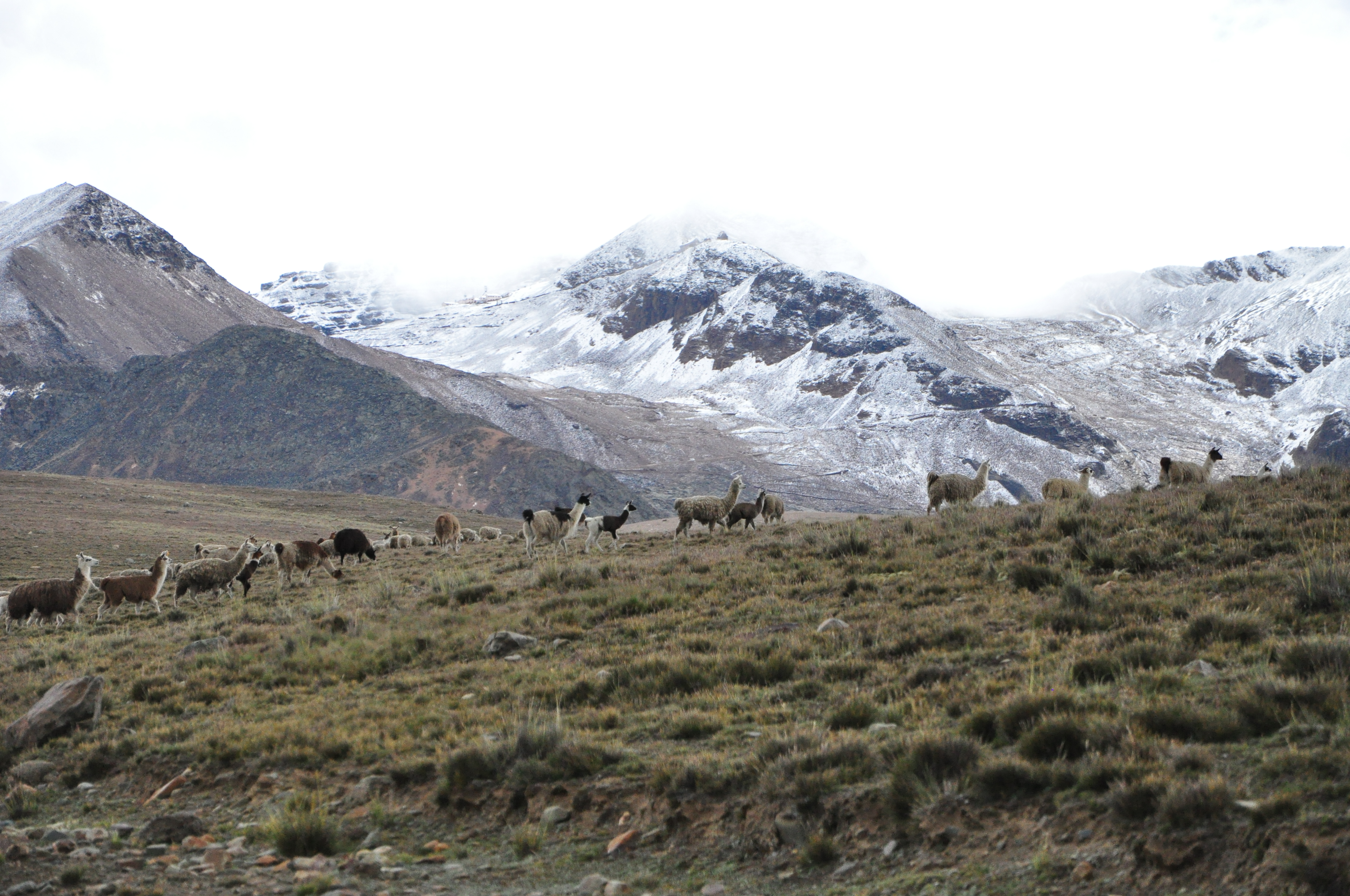 Boliviair